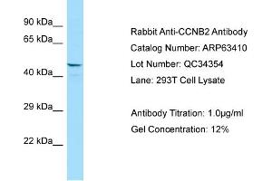 Western Blotting (WB) image for anti-Cyclin B2 (CCNB2) (N-Term) antibody (ABIN2789489) (Cyclin B2 antibody  (N-Term))