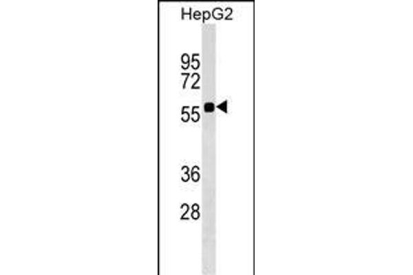 SRCRB4D Antikörper  (AA 165-191)