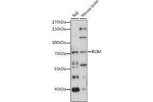Western blot analysis of extracts of various cell lines, using RLIM antibody (ABIN7270076) at 1:1000 dilution. (RLIM antibody  (AA 535-624))