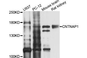 Western blot analysis of extracts of various cell lines, using CNTNAP1 antibody (ABIN4903331) at 1:1000 dilution.