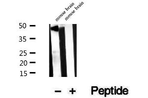 Slc30a3 antibody  (C-Term)