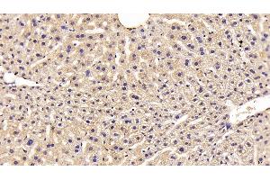Detection of FETUB in Mouse Liver Tissue using Polyclonal Antibody to Fetuin B (FETUB) (FETUB antibody  (AA 179-295))