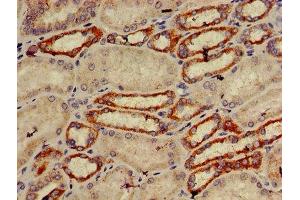 IHC image of ABIN7151274 diluted at 1:600 and staining in paraffin-embedded human kidney tissue performed on a Leica BondTM system. (TRIM39 antibody  (AA 310-416))