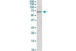 GAD2 MaxPab rabbit polyclonal antibody. (GAD65 antibody  (AA 1-585))
