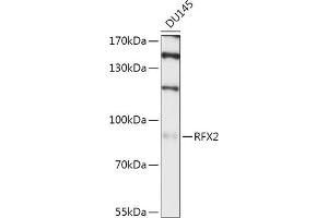 Western blot analysis of extracts of DU145 cells, using RFX2 antibody (ABIN7269903) at 1:1000 dilution. (RFX2 antibody  (AA 295-450))