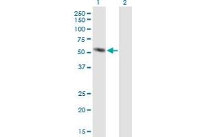 Western Blot analysis of AMY2A expression in transfected 293T cell line by AMY2A MaxPab polyclonal antibody. (AMY2A antibody  (AA 1-511))