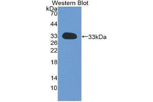 Western Blotting (WB) image for anti-Complement Component 1, Q Subcomponent Binding Protein (C1QBP) antibody (Biotin) (ABIN1173359) (C1QBP antibody  (Biotin))