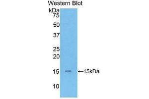 Western Blotting (WB) image for anti-Brain Natriuretic Peptide (BNP) (AA 77-121) antibody (ABIN3208445) (BNP antibody  (AA 77-121))