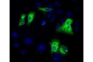 Anti-C17orf28 mouse monoclonal antibody (ABIN2452865) immunofluorescent staining of COS7 cells transiently transfected by pCMV6-ENTRY C17orf28 (RC206740). (HID1/DMC1 antibody)