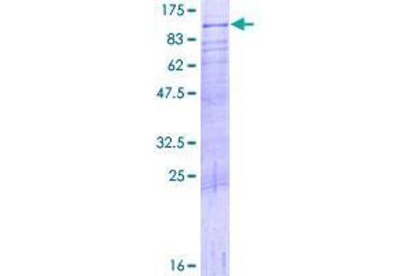 DDX4 Protein (AA 1-690) (GST tag)