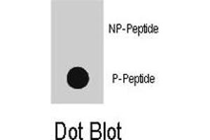 Dot blot analysis of MAP3K8 (phospho T290) polyclonal antibody  on nitrocellulose membrane.