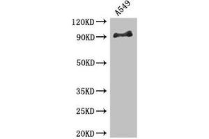 Western Blot Positive WB detected in: A549 whole cell lysate All lanes: FGFR1 antibody at 3. (FGFR1 antibody  (AA 22-96))