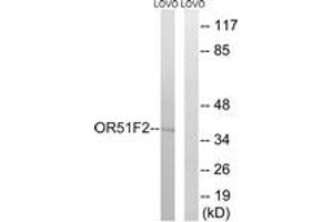 Western blot analysis of extracts from LOVO cells, using OR51F2 Antibody. (OR51F2 antibody  (AA 292-341))