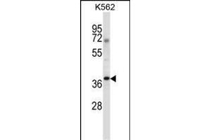 NCK1 Antibody (N-term) (ABIN657648 and ABIN2846643) western blot analysis in K562 cell line lysates (35 μg/lane). (NCK1 antibody  (N-Term))