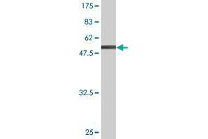 SNX6 antibody  (AA 1-290)