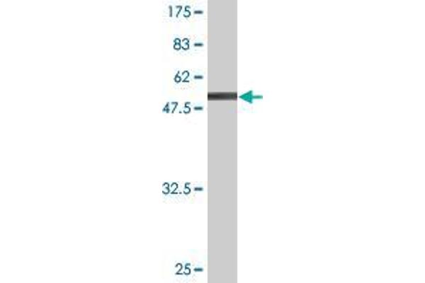 SNX6 antibody  (AA 1-290)