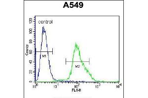 Flow cytometric analysis of A549 cells (right histogram) compared to a negative control cell (left histogram). (FOXN1 antibody  (AA 350-378))