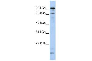 MSL2L1 antibody used at 1 ug/ml to detect target protein. (MSL2 antibody)