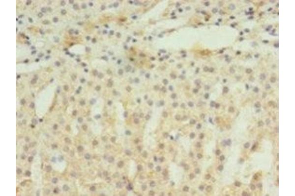 EIF4EBP3 antibody  (AA 1-100)