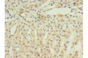 Immunohistochemistry of paraffin-embedded human adrenal gland tissue using ABIN7152205 at dilution of 1:100