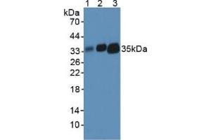 Figure. (HLA-DRA antibody  (AA 26-221))