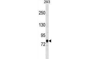 ACSL3 Antibody (C-term) western blot analysis in 293 cell line lysates (35 µg/lane). (Acsl3 antibody  (C-Term))