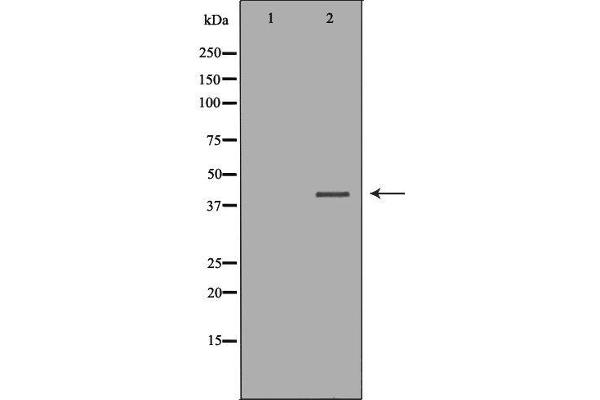 P2RY11 antibody