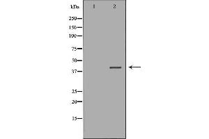 Western blot analysis of Hela whole cell lysates, using P2RY11 Antibody. (P2RY11 antibody)
