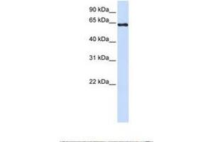 Image no. 1 for anti-3'-phosphoadenosine 5'-phosphosulfate Synthase 2 (PAPSS2) (C-Term) antibody (ABIN6738487) (PAPSS2 antibody  (C-Term))