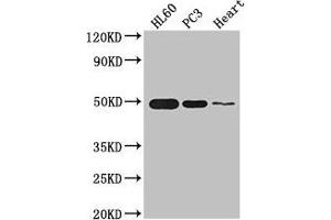 Western Blot Positive WB detected in: HL60 whole cell lysate, PC-3 whole cell lysate, Mouse heart tissue All lanes: ZNF2 antibody at 2. (ZNF2 antibody  (AA 134-289))