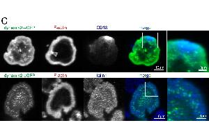 Dynamin2 eGFP colocalizes with and regulates the activity of different signaling molecules at the basal plasma membrane. (Integrin beta 2 antibody  (AA 701-770))