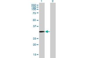 Western Blot analysis of CDO1 expression in transfected 293T cell line by CDO1 MaxPab polyclonal antibody. (CDO1 antibody  (AA 1-200))