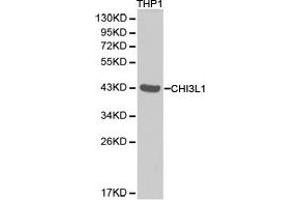 Western Blotting (WB) image for anti-Chitinase 3-Like 1 (Cartilage Glycoprotein-39) (CHI3L1) antibody (ABIN1871834) (CHI3L1 antibody)