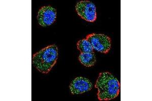 Confocal immunofluorescent analysis of CREB1 Antibody (Center)(Cat#AP51071PU-N) with MDA-MB231 cell followed by Alexa Fluor 488-conjugated goat anti-rabbit lgG (green). (CREB1 antibody  (Middle Region))