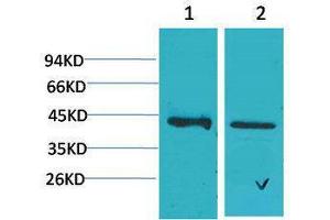 Western Blotting (WB) image for anti-Calcium Homeostasis Modulator 1 (CALHM1) antibody (ABIN3181545) (CALHM1 antibody)