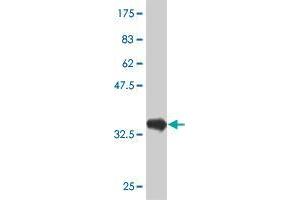Western Blot detection against Immunogen (34. (PTF1A antibody  (AA 250-328))