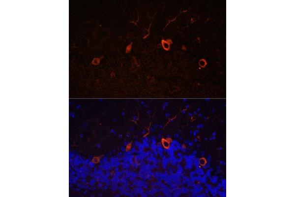 KAL1 antibody  (AA 200-300)