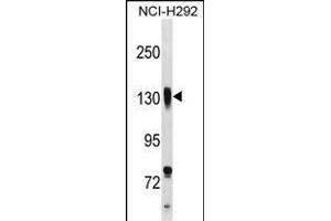 ITGB1 Antibody (C-term) (ABIN1537582 and ABIN2838263) western blot analysis in NCI- cell line lysates (35 μg/lane). (ITGB1 antibody  (C-Term))