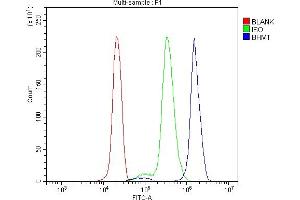 Flow Cytometry analysis of U937 cells using anti-BHMT antibody (ABIN7602515). (BHMT antibody  (AA 80-406))