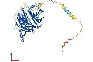 AlphaFold protein structure predicition of Human Recombinant WDR74 Protein, UniprotID Q6RFH5
