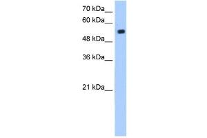 ZIK1 antibody (20R-1272) used at 0. (ZIK1 antibody  (N-Term))