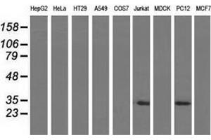 Western blot analysis of extracts (35 µg) from 9 different cell lines by using anti-FHL1 monoclonal antibody. (FHL1 antibody)