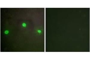 Immunofluorescence (IF) image for anti-helicase 2, X-linked (ATRX) (AA 111-160) antibody (ABIN2889485)