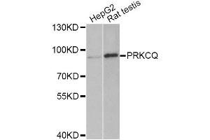 Western blot analysis of extracts of various cell lines, using PRKCQ Antibody (ABIN5975395) at 1/1000 dilution. (PKC theta antibody)