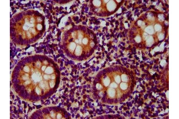 FCHO1 antibody  (AA 45-180)