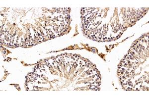 Detection of SIRT3 in Rat Testis Tissue using Polyclonal Antibody to Sirtuin 3 (SIRT3) (SIRT3 antibody  (AA 127-303))