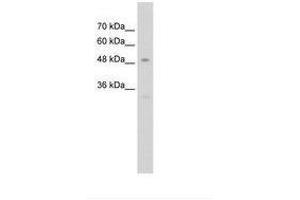 Image no. 1 for anti-Sp7 Transcription Factor (SP7) (C-Term) antibody (ABIN203430) (SP7 antibody  (C-Term))