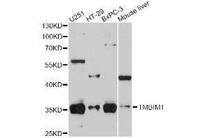 Western blot analysis of extracts of various cell lines, using RECS1 antibody (ABIN5974814) at 1/1000 dilution. (TMBIM1 antibody)
