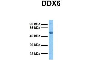 Host:  Rabbit  Target Name:  DDX6  Sample Tissue:  Human Hela  Antibody Dilution:  1.