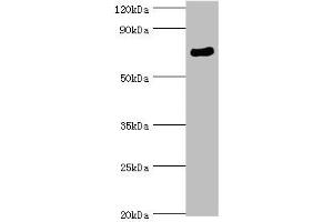 Western blot All lanes: SPAG16 antibody at 6 μg/mL + Mouse brain tissue Secondary Goat polyclonal to rabbit IgG at 1/10000 dilution Predicted band size: 71, 51, 30, 21, 40 kDa Observed band size: 71 kDa
